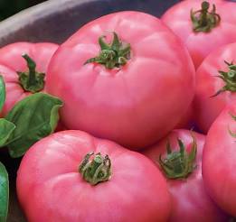 tomates rose de berne le kilo